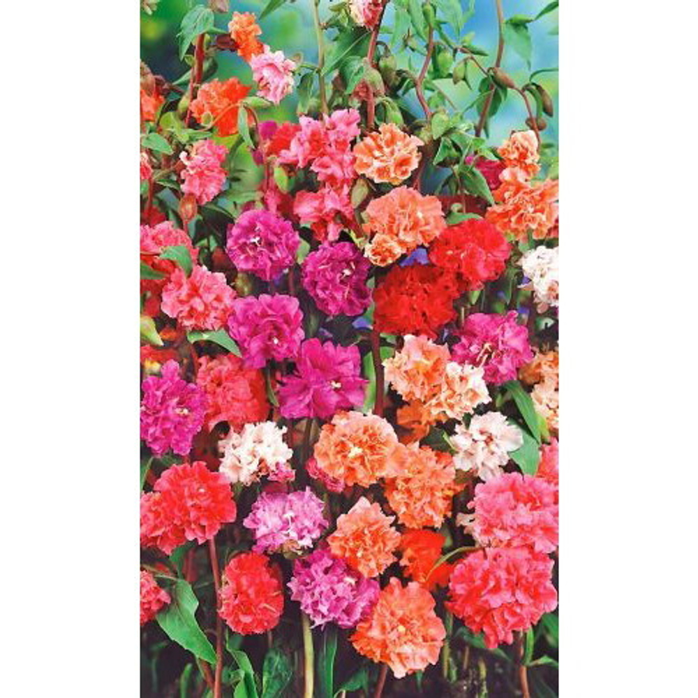 Семена Кларкия Новогодняя Гирлянда (УУ) Е/П