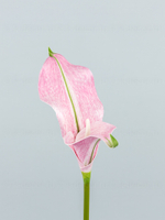 Каллы латекс БИГ