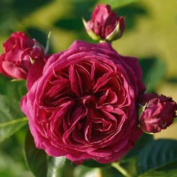 Мариетта (Marietta)