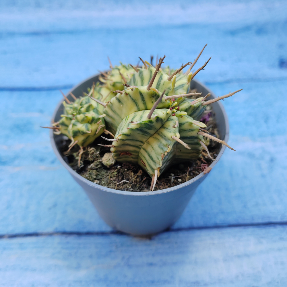 Euphorbia meloformis f. Variegated (Эуфорбия вариегатная)