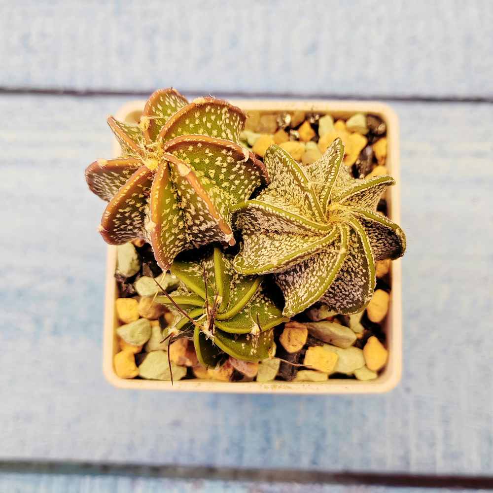 Astrophytum Capricorne (Астрофитум козерогий)