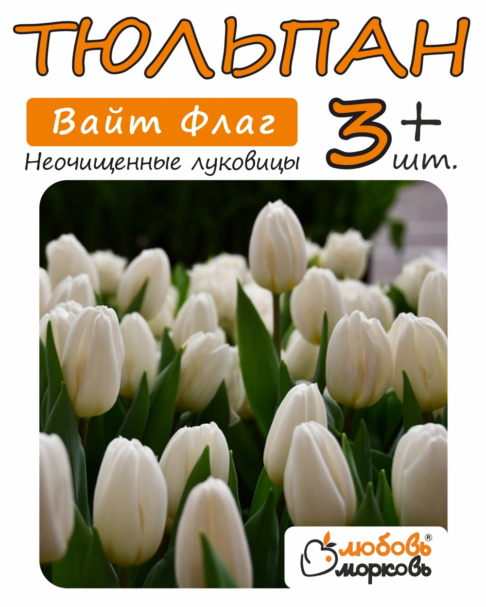 Тюльпан Луковица Вайт Флаг 3+ шт