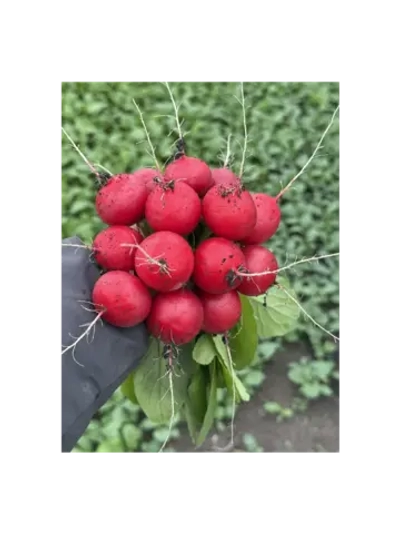 Селеста F1 семена редиса (Enza Zaden / Энза Заден)