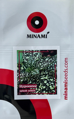 Гипоэстес сплеш Селект белый 18шт