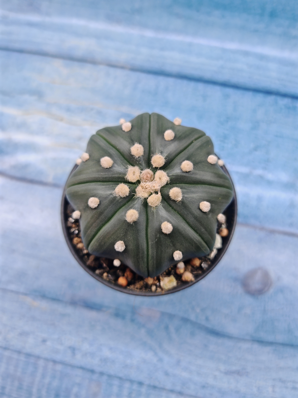 Astrophytum Asterias (Астрофитум)