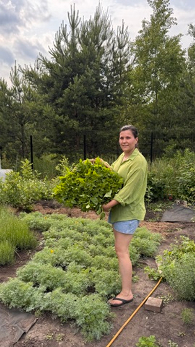 Мелисса (Melissa officinalis), гидролат