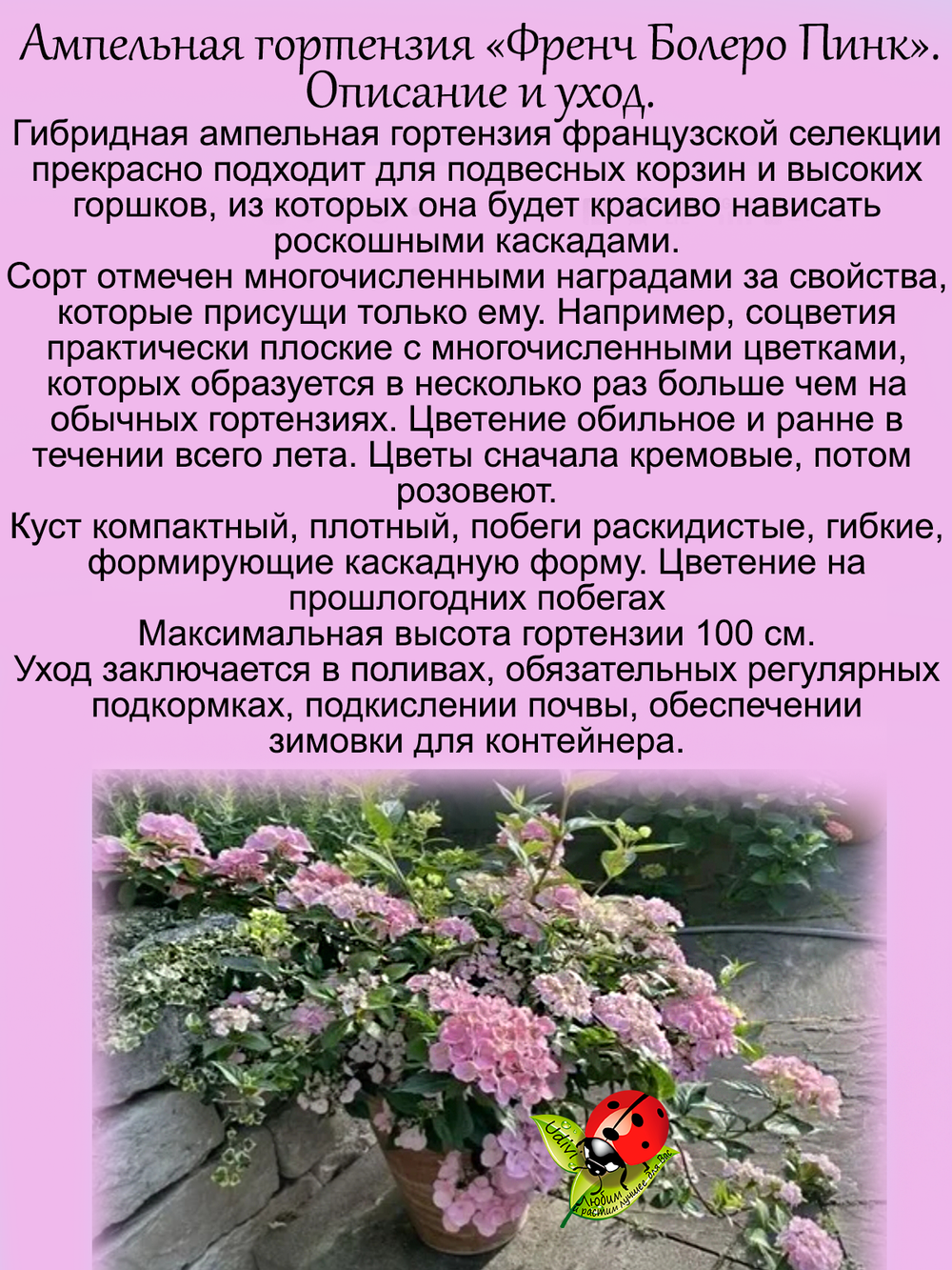 Злак Лисохвост золотой Ареовариегатус многолетний