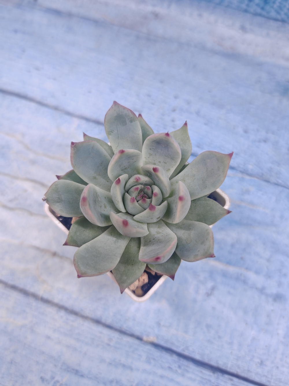 Echeveria Chihuahuensis (Эхеверия)