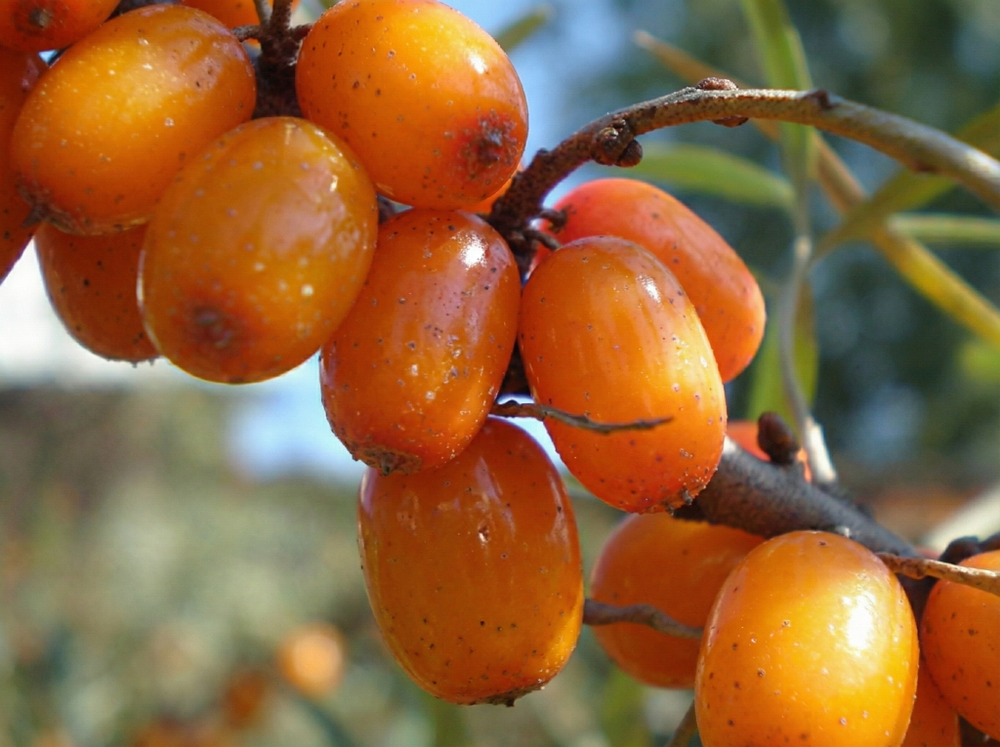 Облепиха "Елизавета" ЗКС