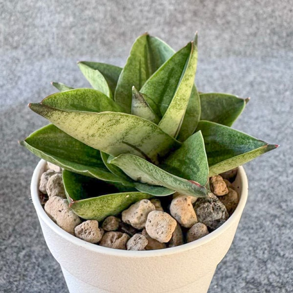 Сансевиерия VEERA