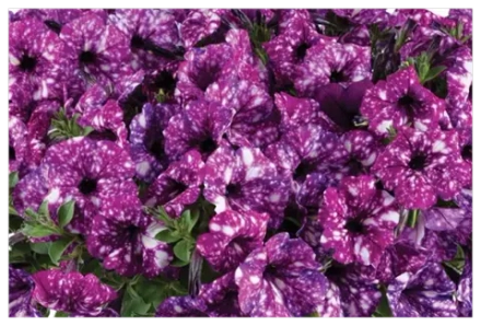 Петуния Splash dance purple polka