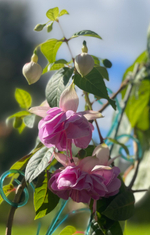 Фуксия Lenny Ervin