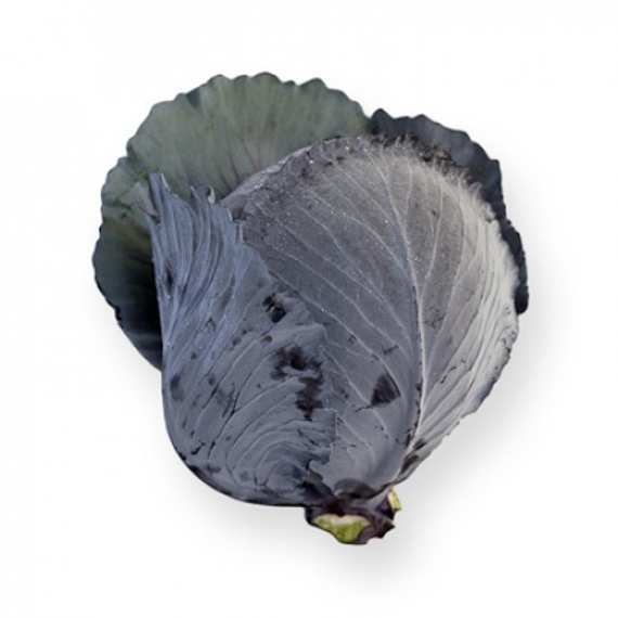 Ресима F1 семена капусты краснокочанной (Rijk Zwaan / Райк Цваан) продукт – фото 2