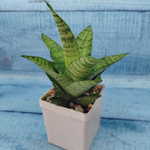 Sansevieria Tough Lady (Сансевиерия)