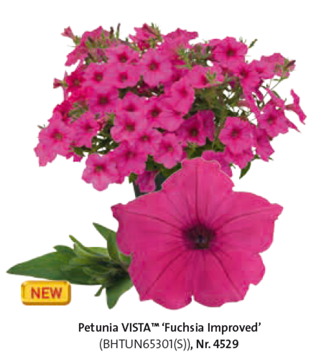 ЕВРО Петуния Vista Fuchsia Improved укорененный черенок ЯНВАРЬ 26