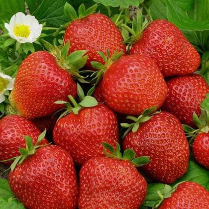 Земляника крупноплодная Фестивальная ромашка