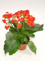 Каланхоэ, диаметр 10 (цвета-красный, розовый, белый, желтый)