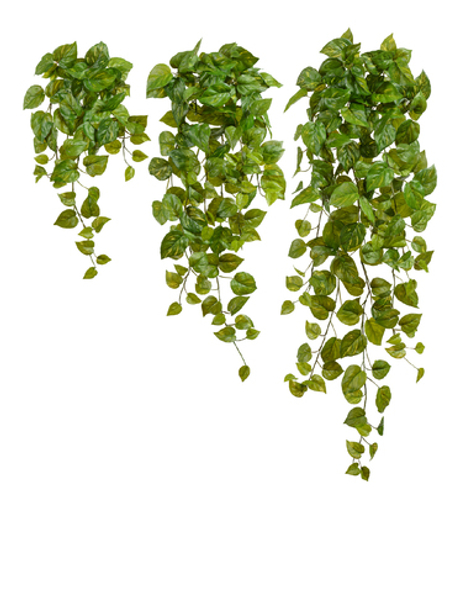 Потос Ауреум ампельный