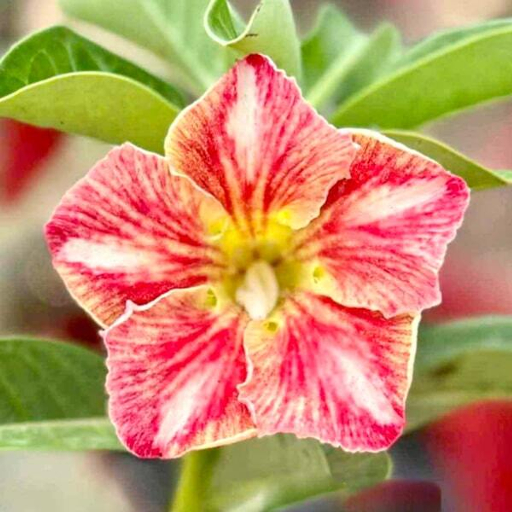 Адениум SAEN SAEP