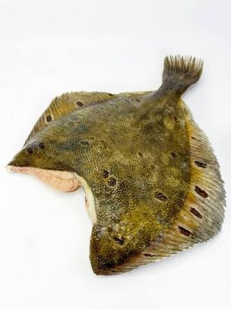 Камбала