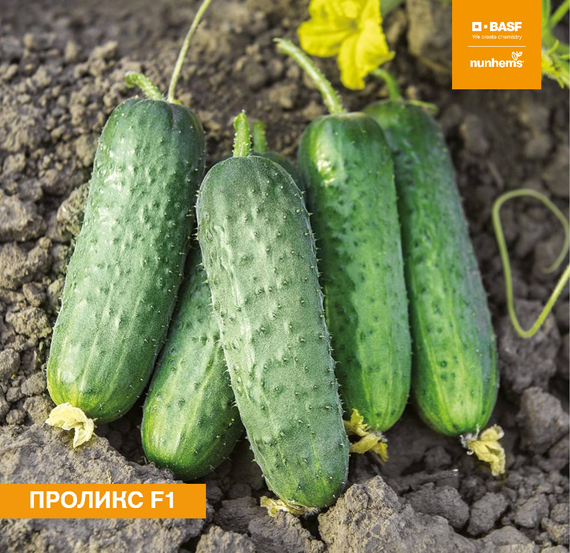 ПРОЛИКС F1 семена огурца Nunhems культура – фото 1