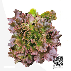 Мультиред 80 семена салата мультилиф (Nunhems / Нюнемс)