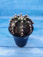 Gymnocalycium T-Rex Pink hybride (Гимнокалициум T-rex)