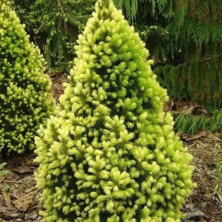 Ель канадская Рейнбоуз Энд