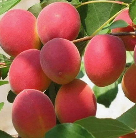Абрикос Саратовский рубин ЗКС контейнер 5-7,5л, 3х летний саженец май 26