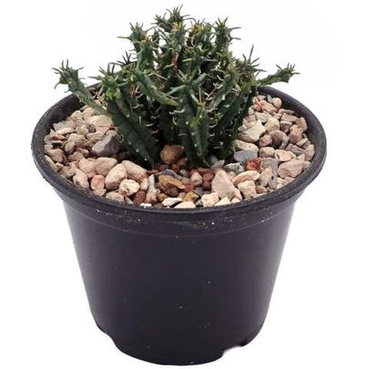 Купить суккуленты 🌵 - большой выбор живых растений для вашего дома и офиса