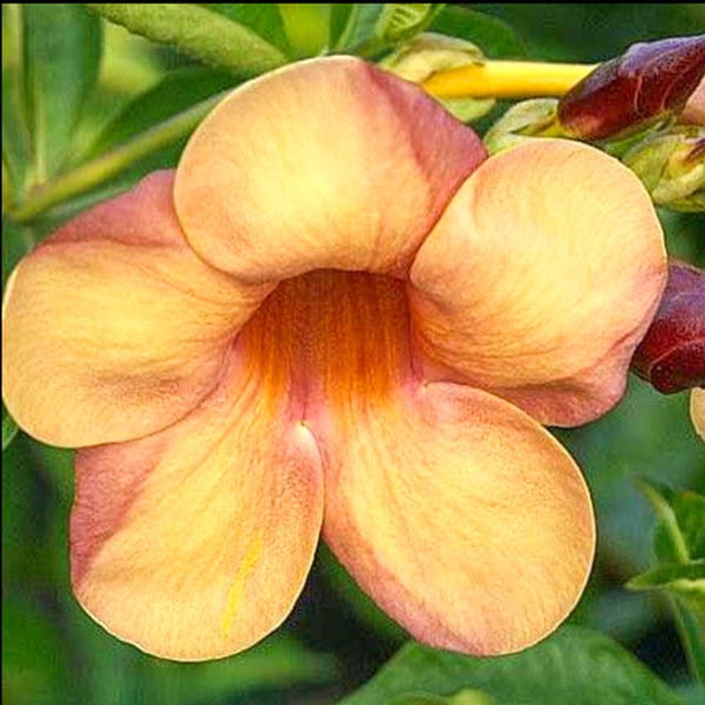 Алламанда коричневая – Allamanda brown