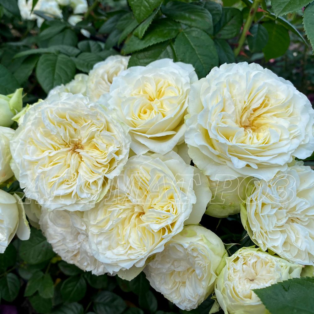 Винтэр Лодж (Winter Lodge)