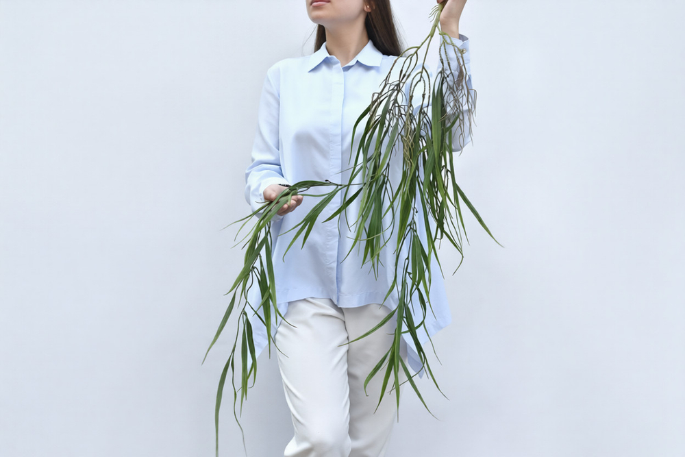 Ветка плакучей Ивы