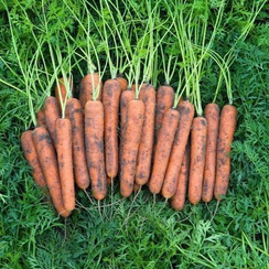 Норволк F1 семена моркови нантской (Bejo / Бейо)