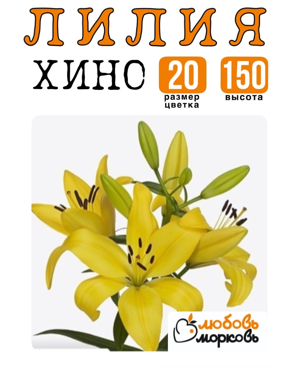 Лилия Луковица, Хино, ЛА-гибрид, 1 шт