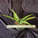 Сансевиерия GOLDEN SILK VAR