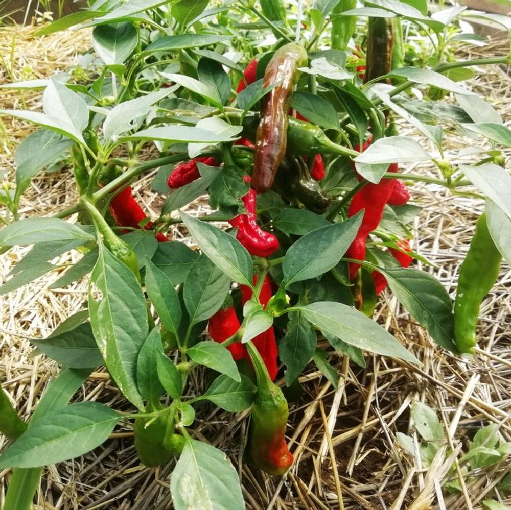Сладкий Японский Чили Перец Шишито Тогараши - Shishito Togarashi - シシトウガラシ