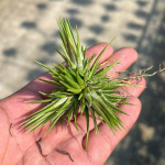 Тилландсия ionantha Fuego