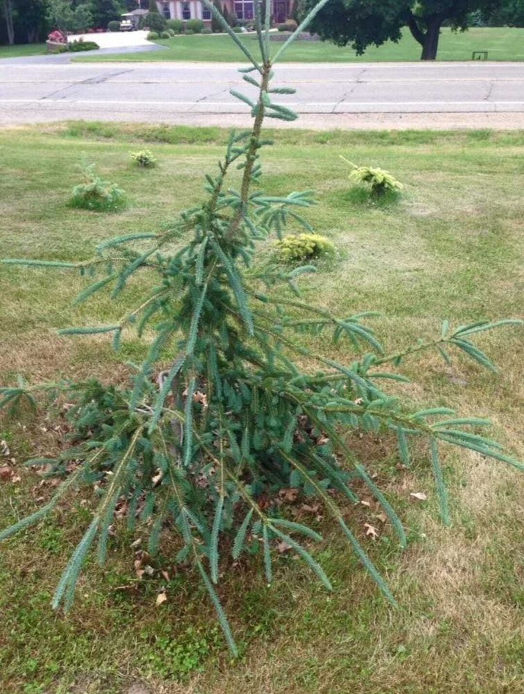 Ель Энгельмана Снейк Р9 10-15 см Закупка М62 апрель-май 2026