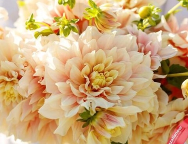 Георгины апрель 2026