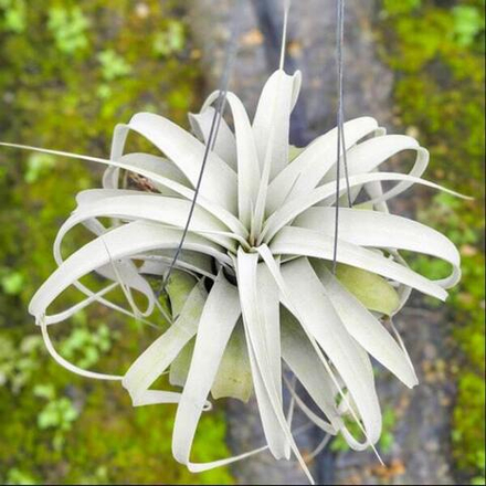 Тилландсия xerographica M