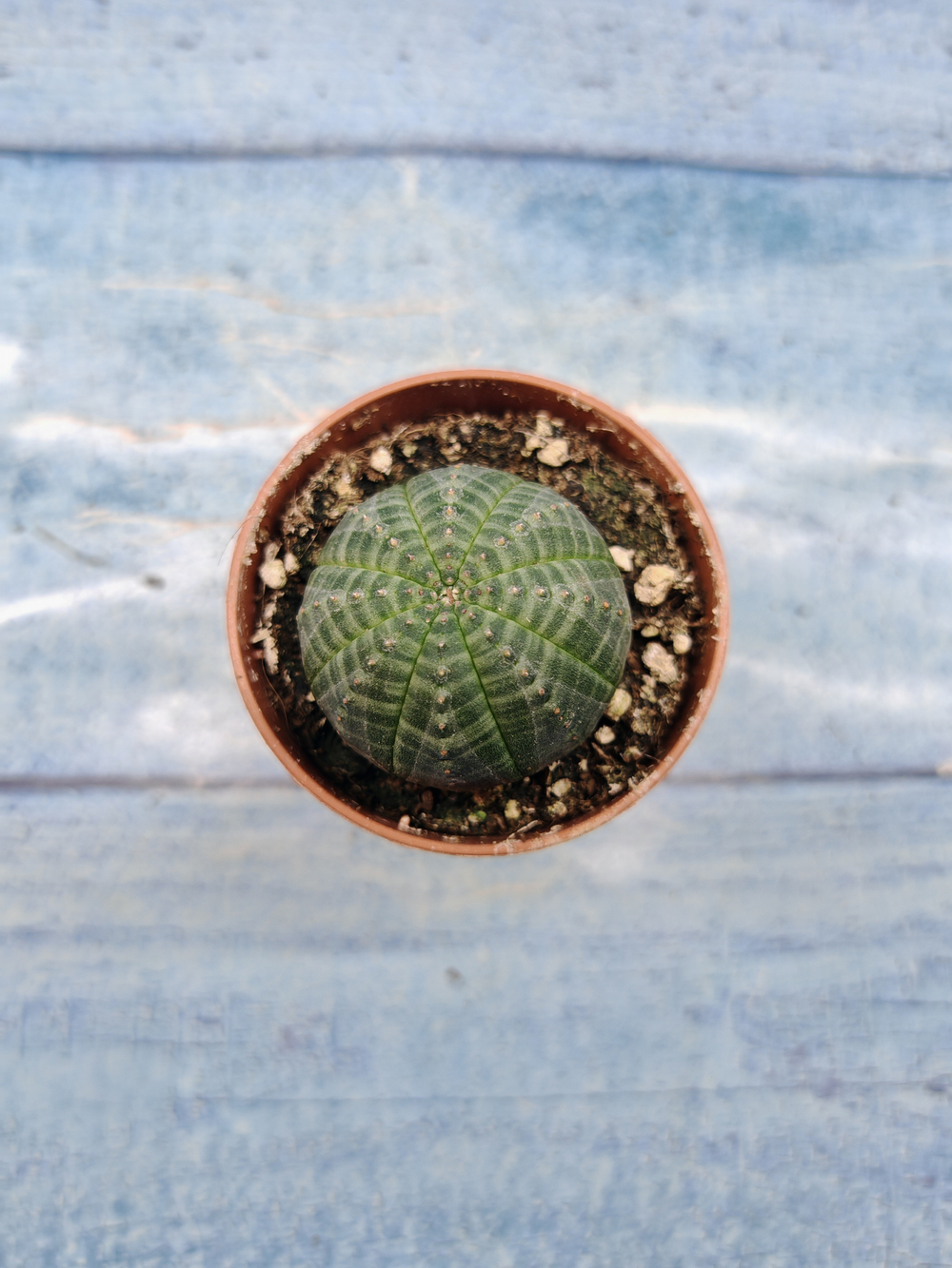 Euphoria Obesa (Эуфорбия)