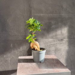 Фикус микрокарпа (Ficus microcarpa Ginseng)