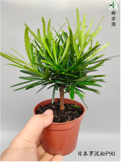 Japanese Hinoki Cypress90罗汉松