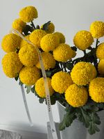 Хризантема в желтом оттенке