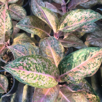 Аглаонема ORANGE GOLDSTAR