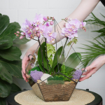 Готовый флорариум с нежной орхидеей Капля XL