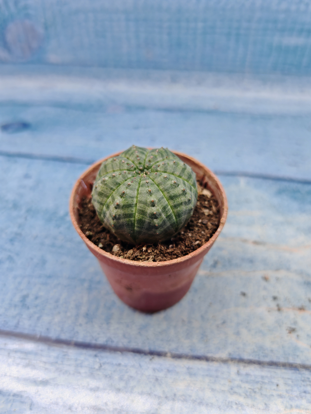 Euphoria Obesa (Эуфорбия)