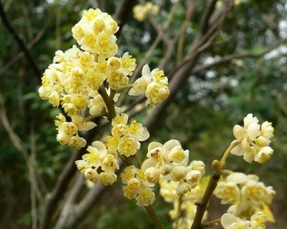 Эфирное масло Литсея Кубеба, 10 мл (3,75 б)