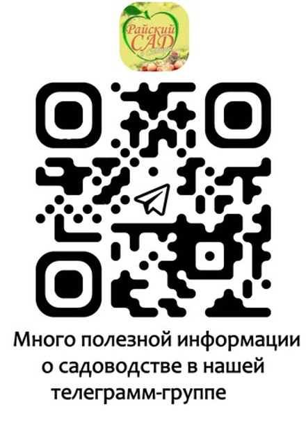 Виноград Фиолетовый ранний